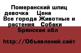 Померанский шпиц девочка  › Цена ­ 50 000 - Все города Животные и растения » Собаки   . Брянская обл.